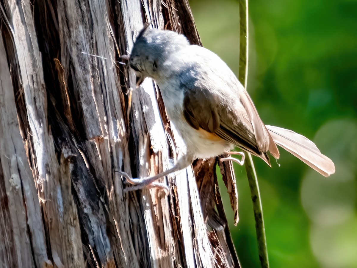 Black-crested Titmouse - ML638037574