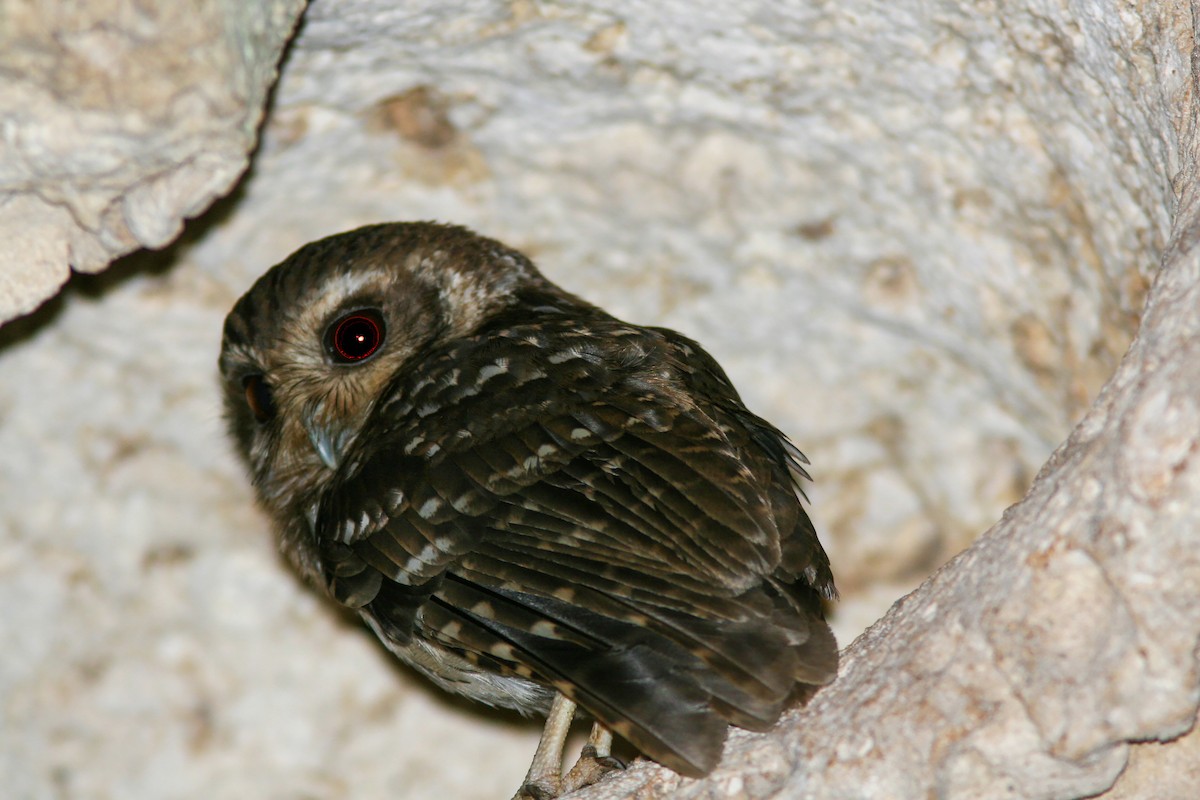 Bare-legged Owl - ML638037575