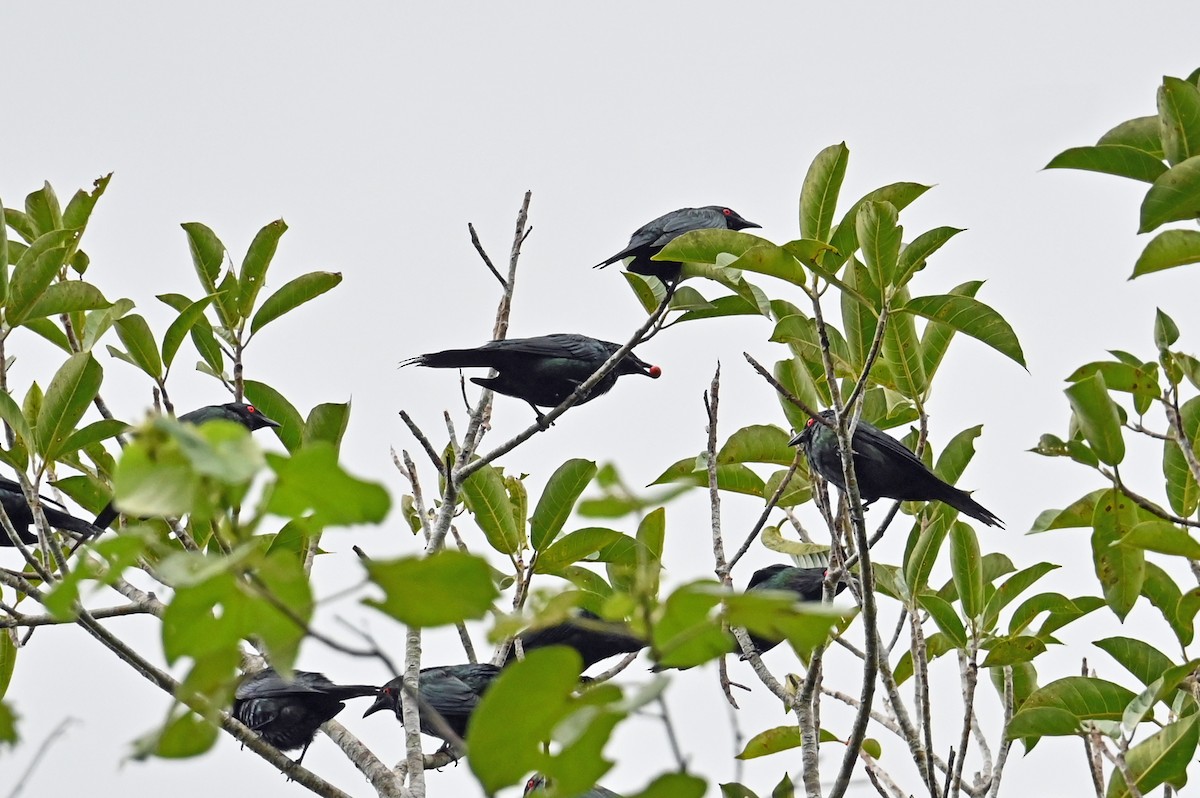 Metallic Starling - ML638037579