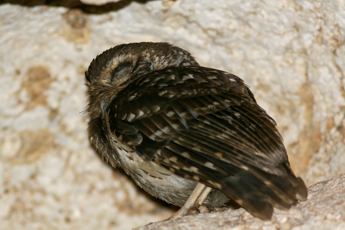 Bare-legged Owl - ML638037580