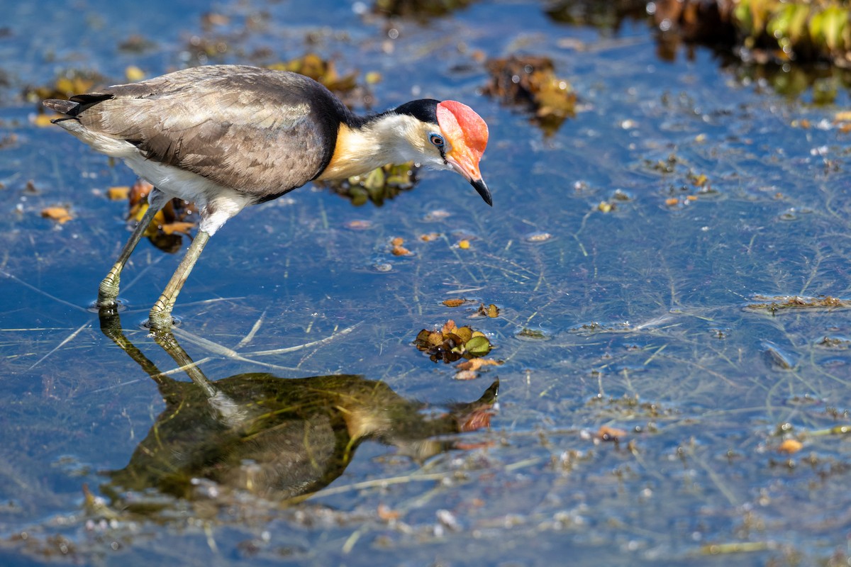 Comb-crested Jacana - ML638037584