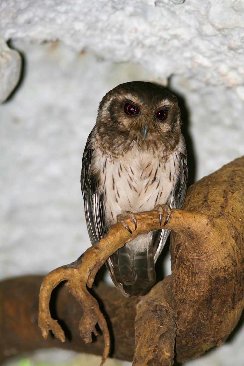 Bare-legged Owl - ML638037591