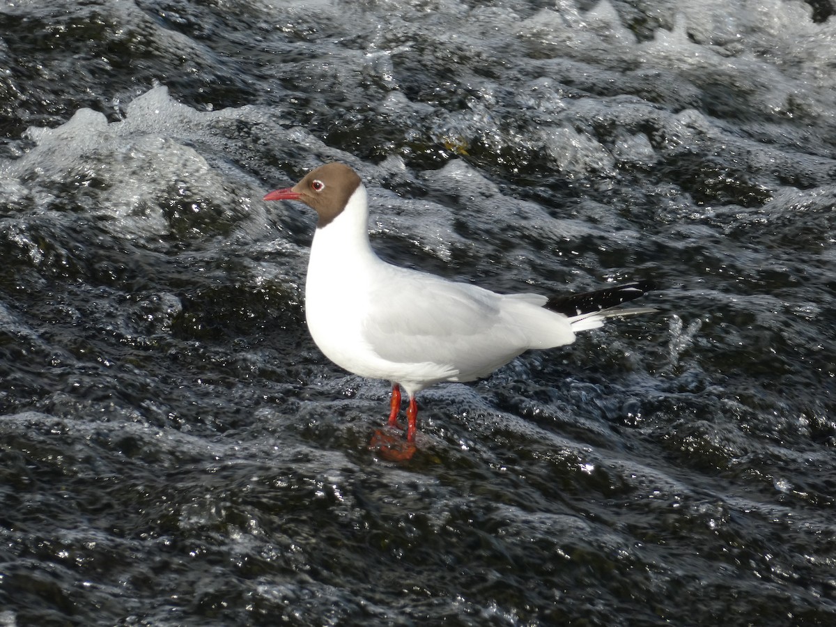 Black-headed Gull - ML638037603