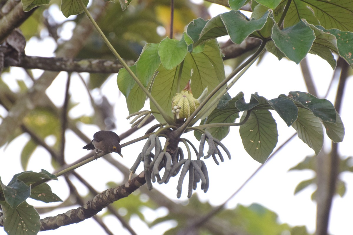 Spectacled Thrush - ML638037604