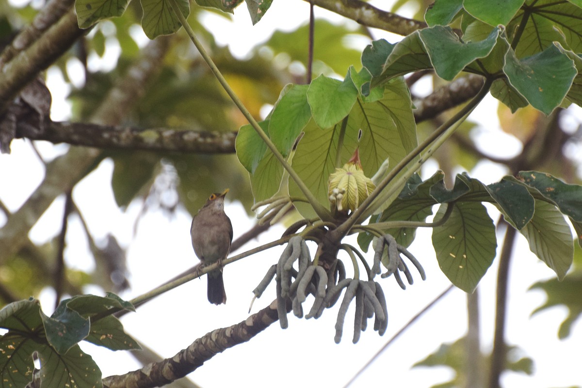 Spectacled Thrush - ML638037605