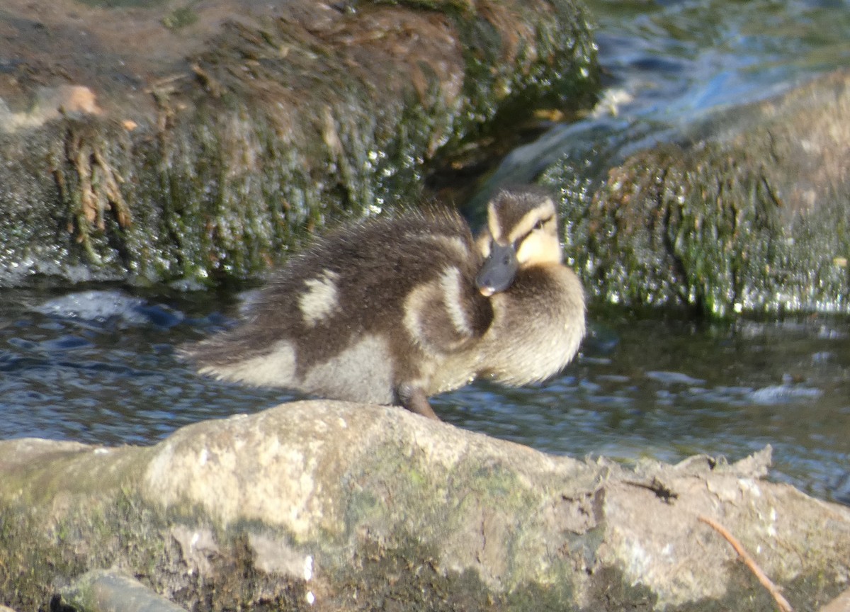 Mallard - ML638037606