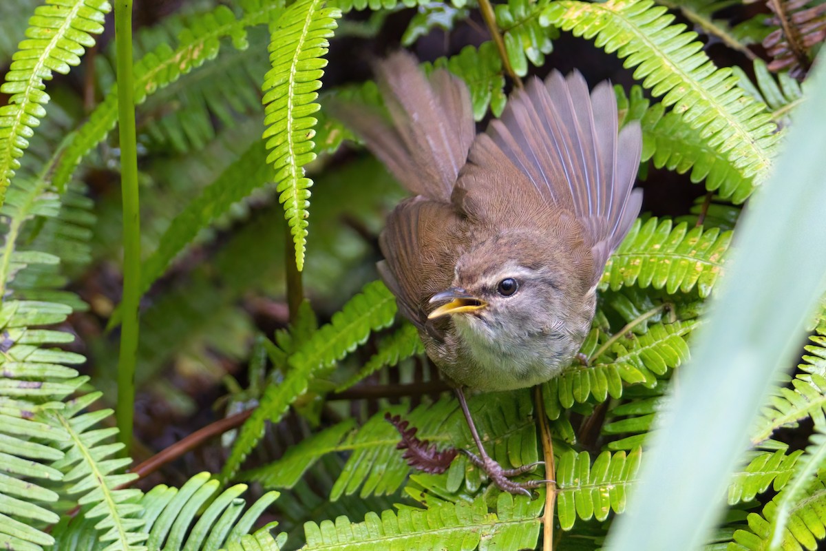 Aberrant Bush Warbler (Sunda) - ML638037616