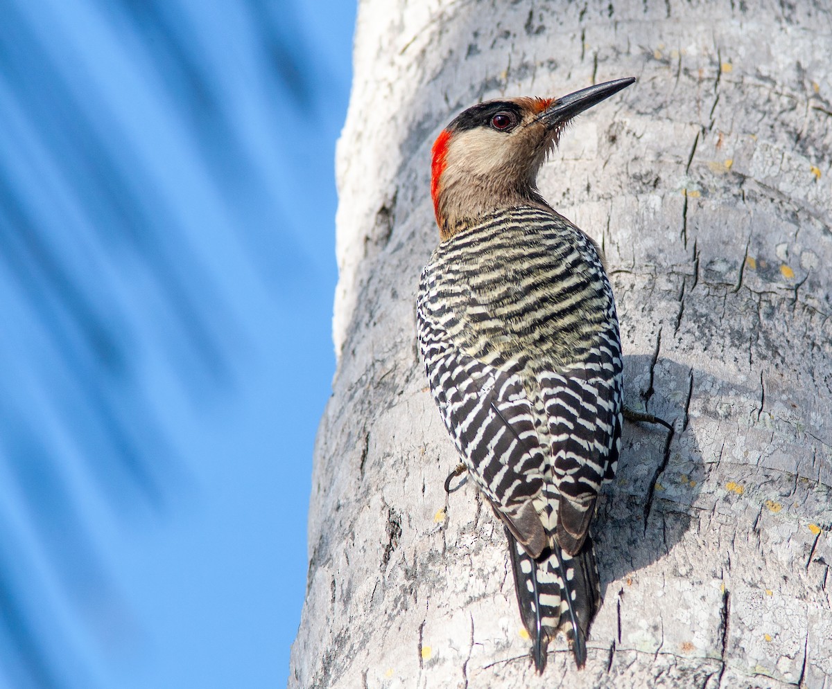 West Indian Woodpecker - ML638037625