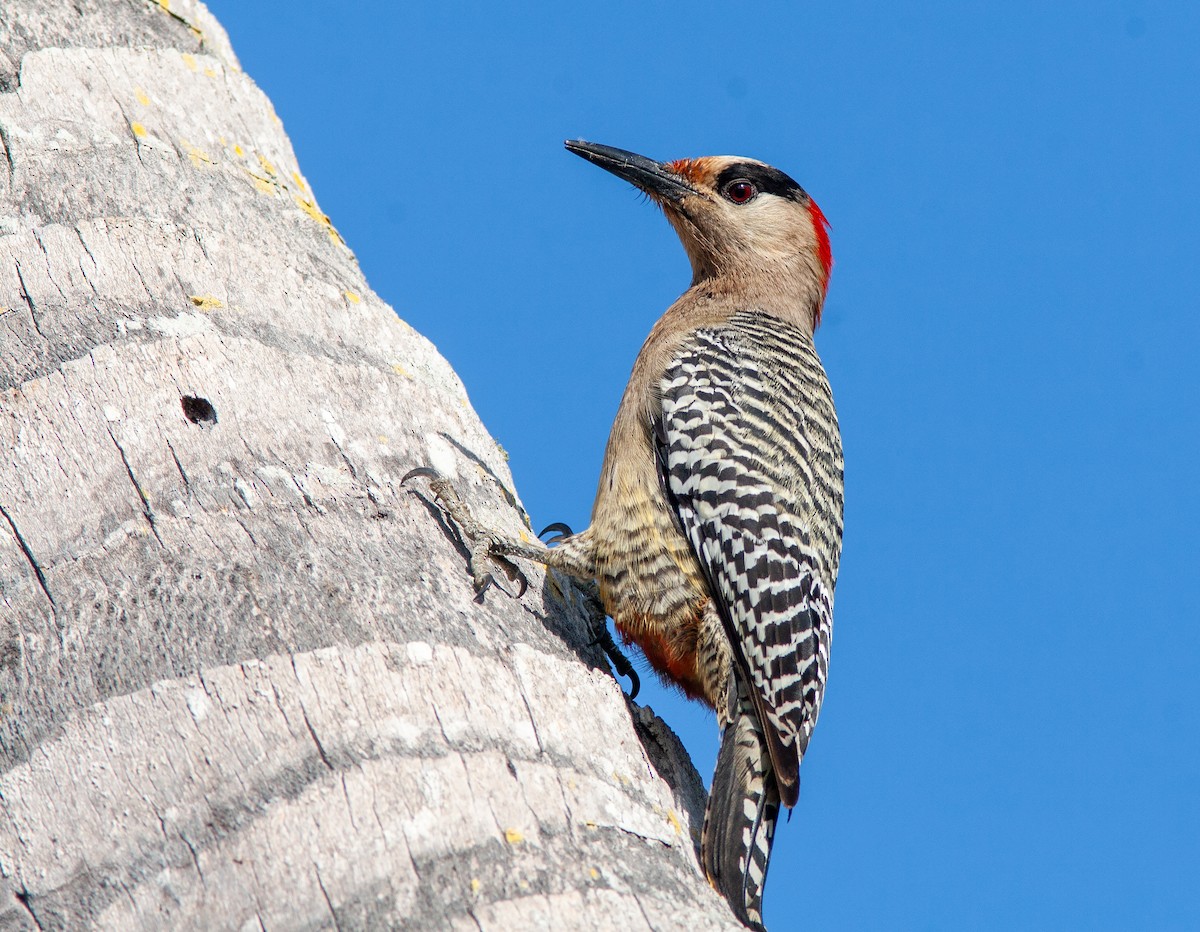 West Indian Woodpecker - ML638037626