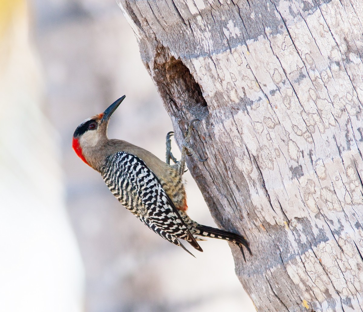 West Indian Woodpecker - ML638037630