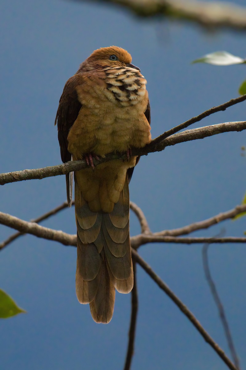 Little Cuckoo-Dove - ML638037633