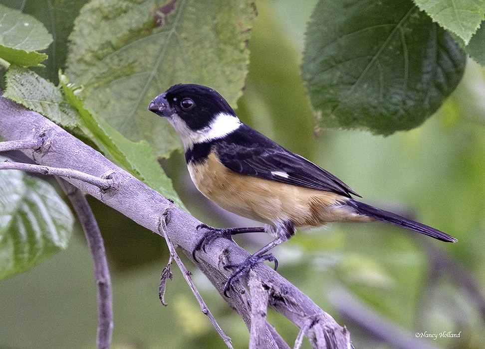 Cinnamon-rumped Seedeater - ML638037648