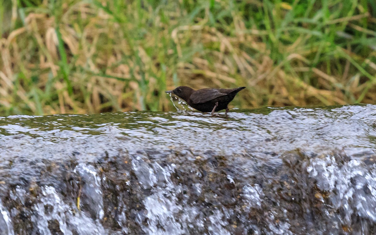カワガラス - ML638037688