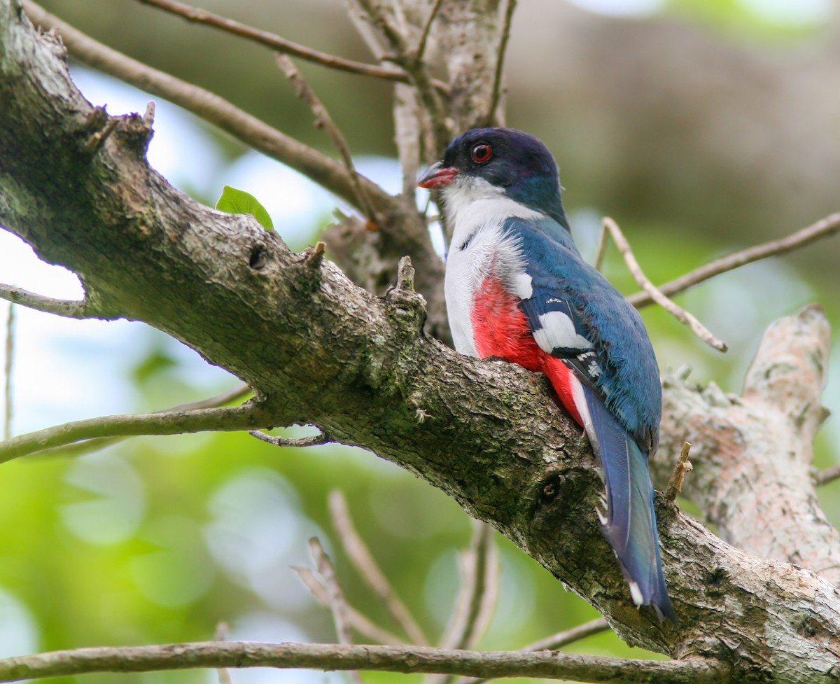 Cuban Trogon - ML638037692