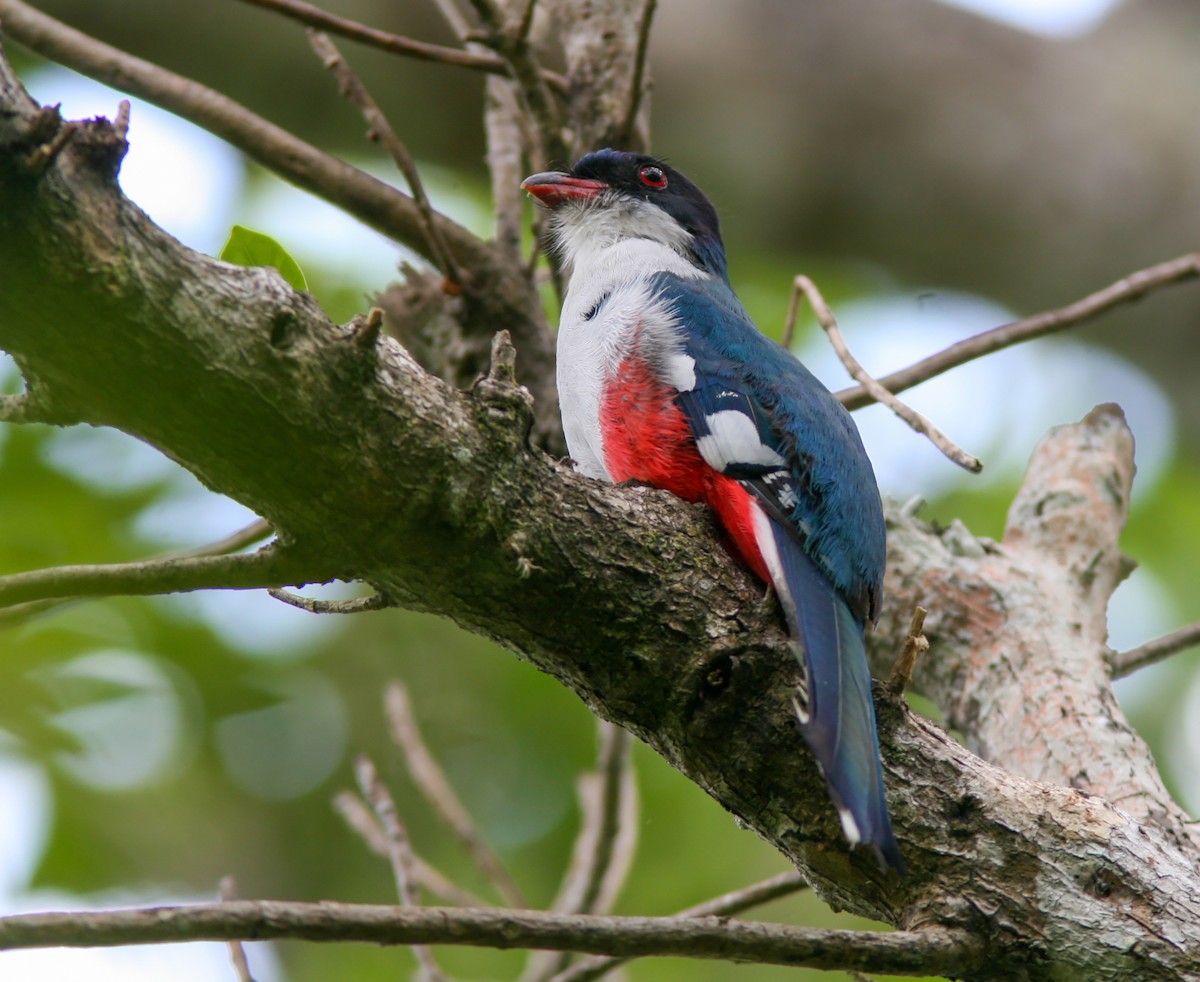 Cuban Trogon - ML638037693