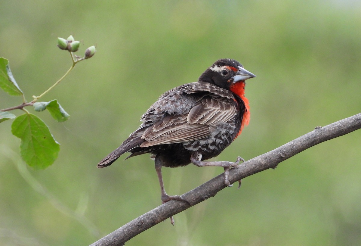 Peruvian Meadowlark - ML638037716