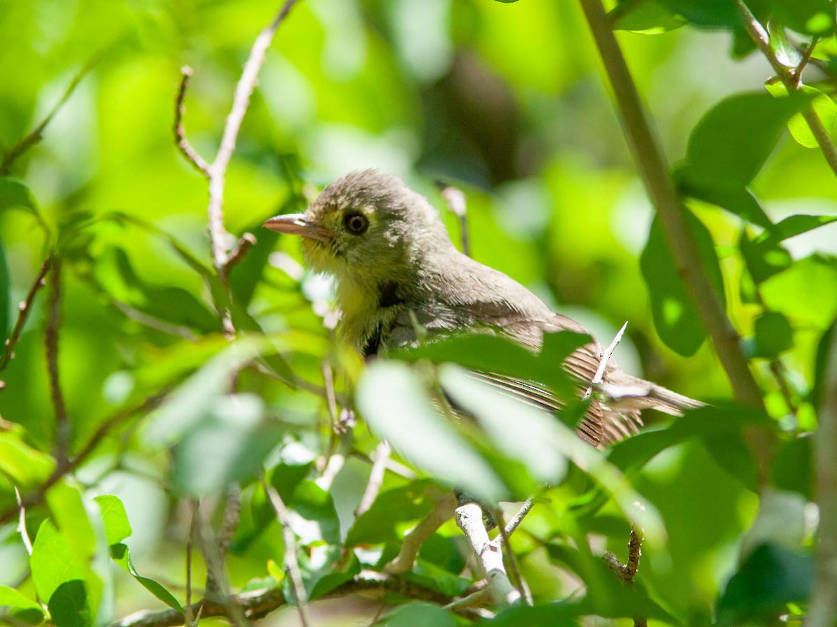 Cuban Vireo - ML638037744