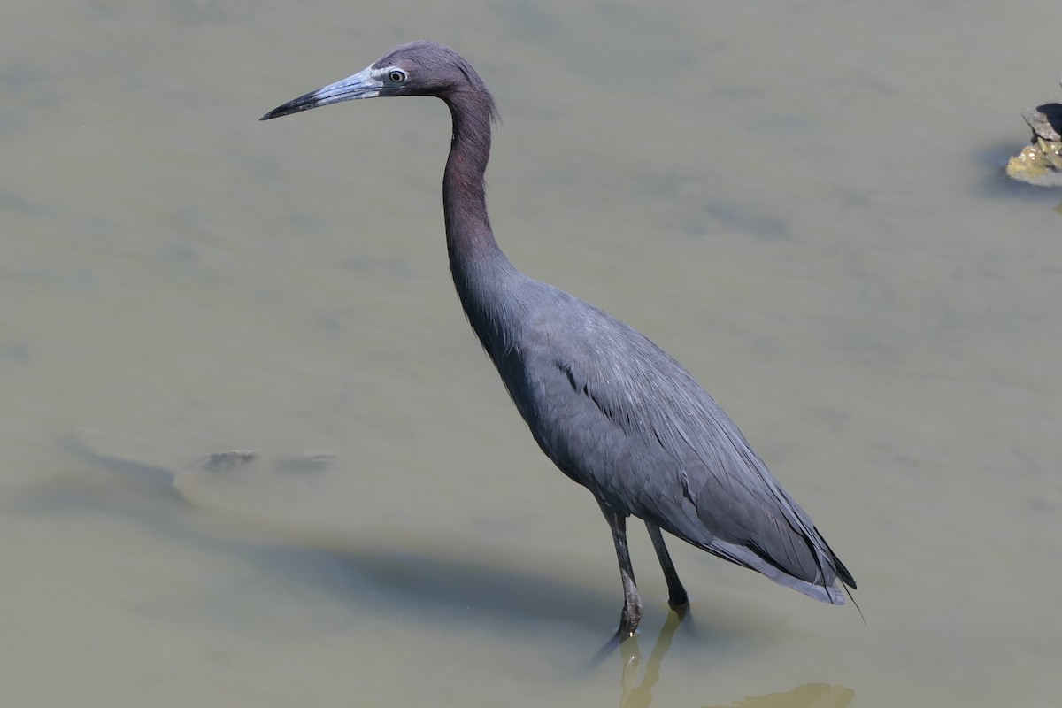 Little Blue Heron - ML638037775