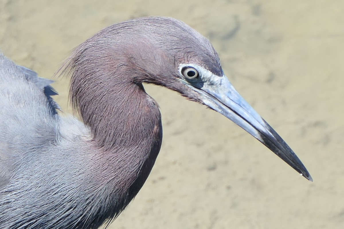 Little Blue Heron - ML638037776