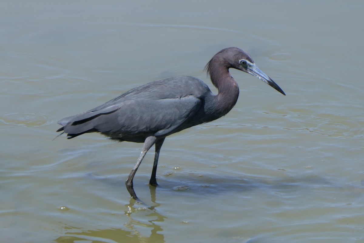 Little Blue Heron - ML638037777