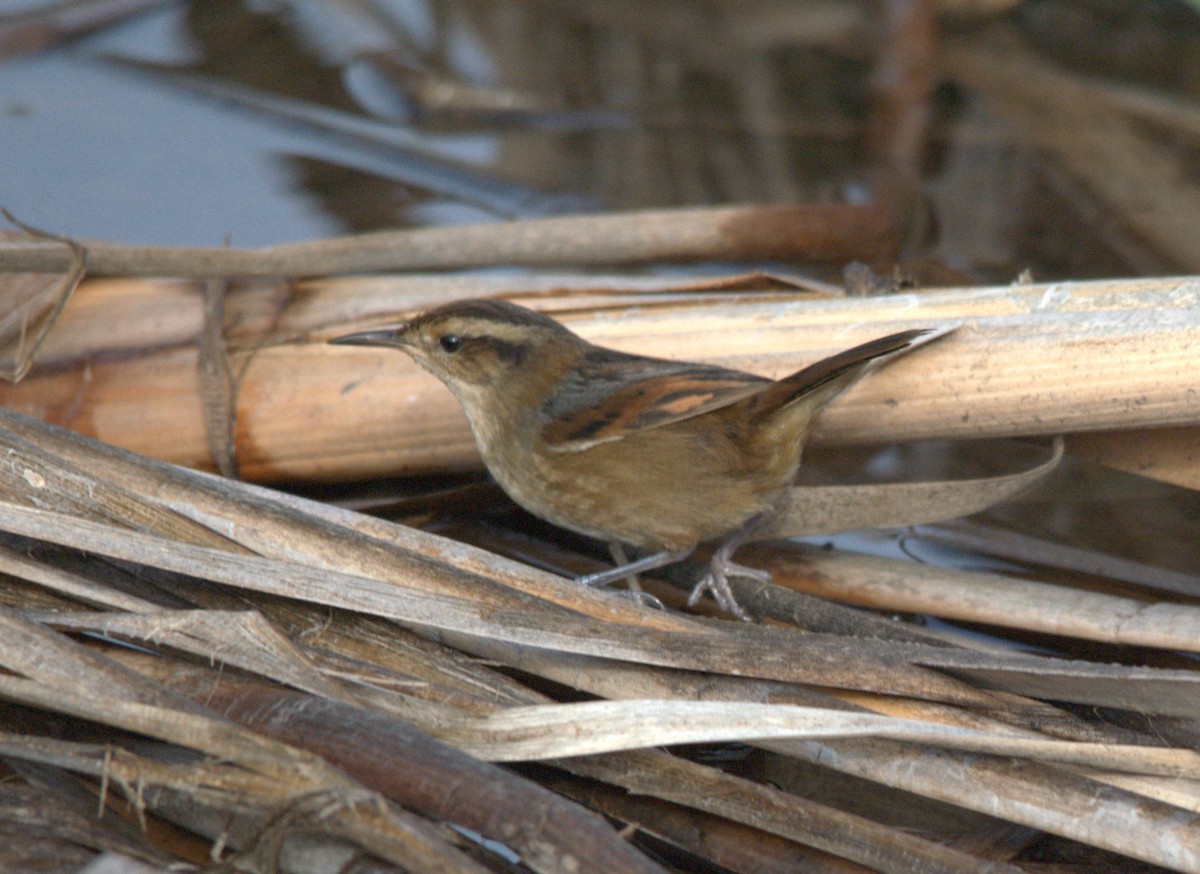 Wren-like Rushbird - ML638037849