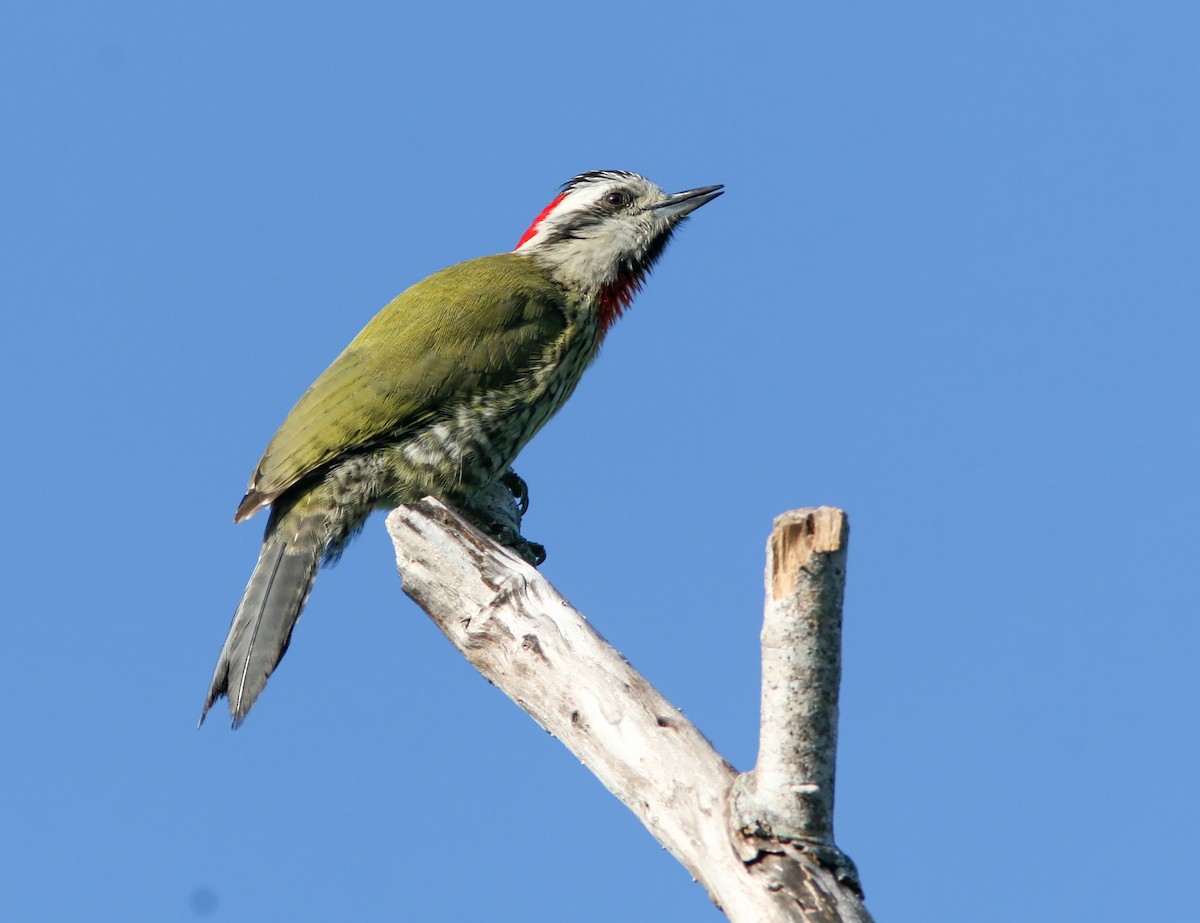 Cuban Green Woodpecker - ML638037859