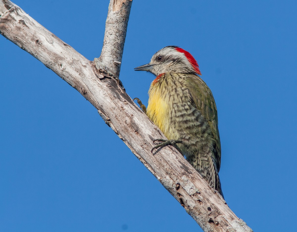 Cuban Green Woodpecker - ML638037861