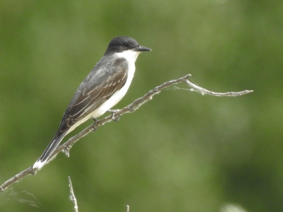 Eastern Kingbird - ML638037862