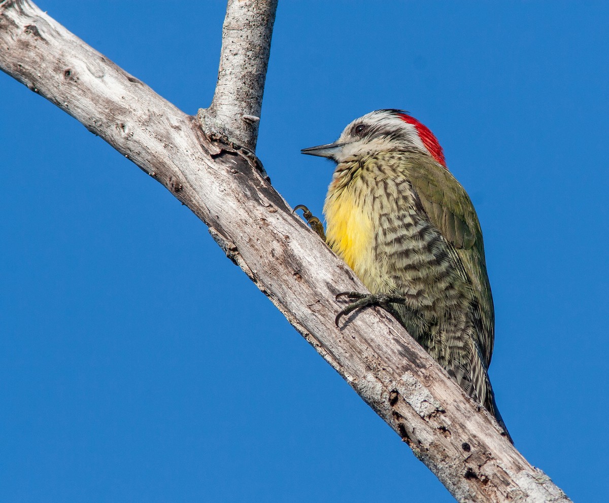 Cuban Green Woodpecker - ML638037863