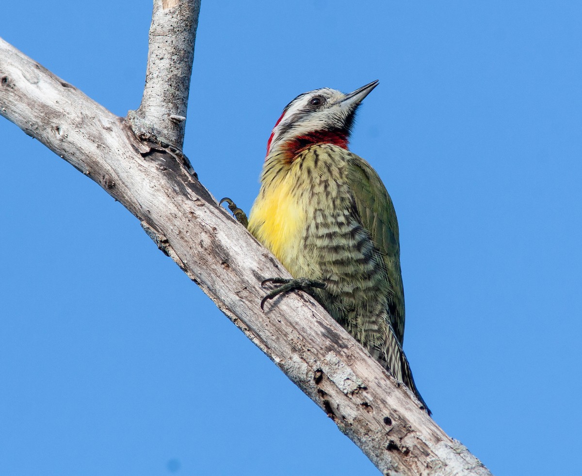Cuban Green Woodpecker - ML638037867