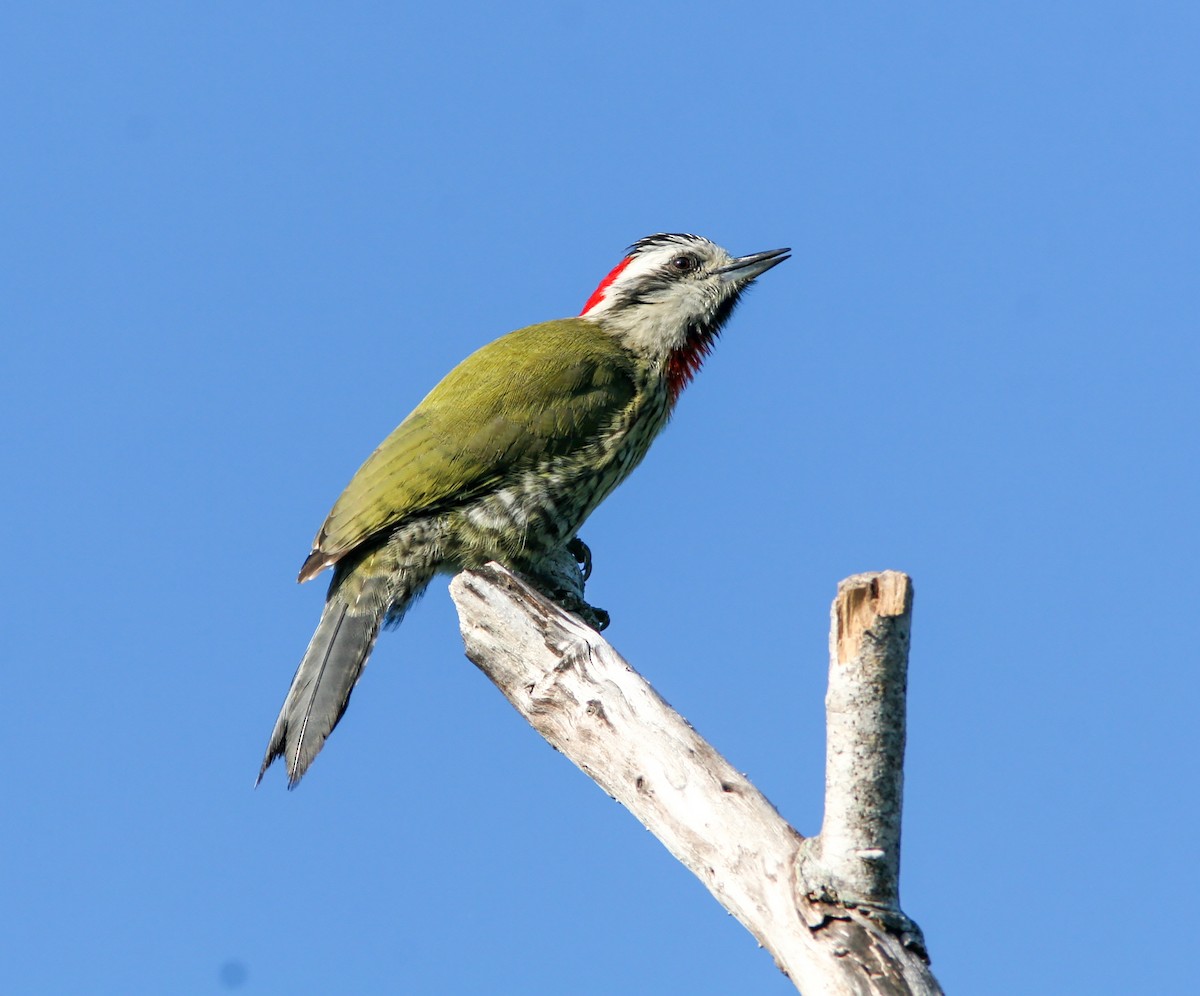 Cuban Green Woodpecker - ML638037869