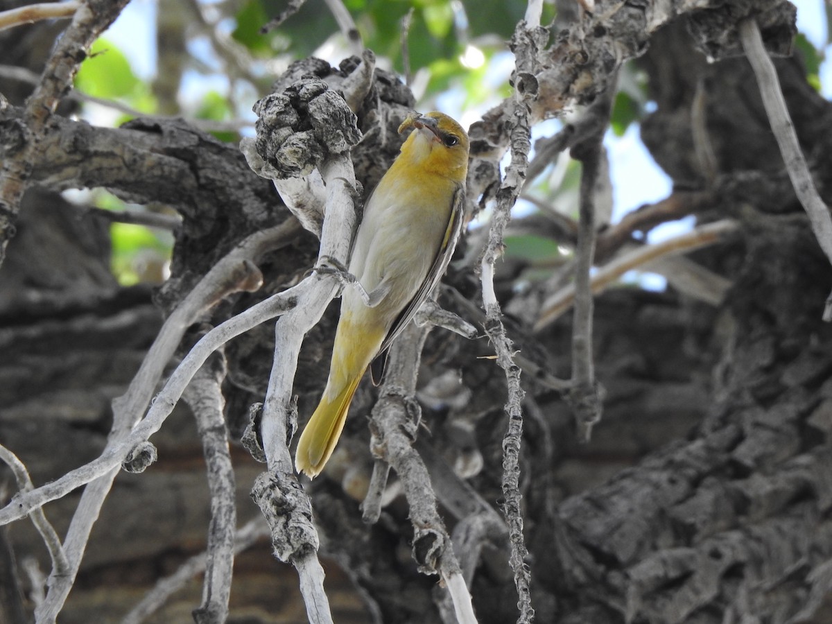 Bullock's Oriole - ML638037874