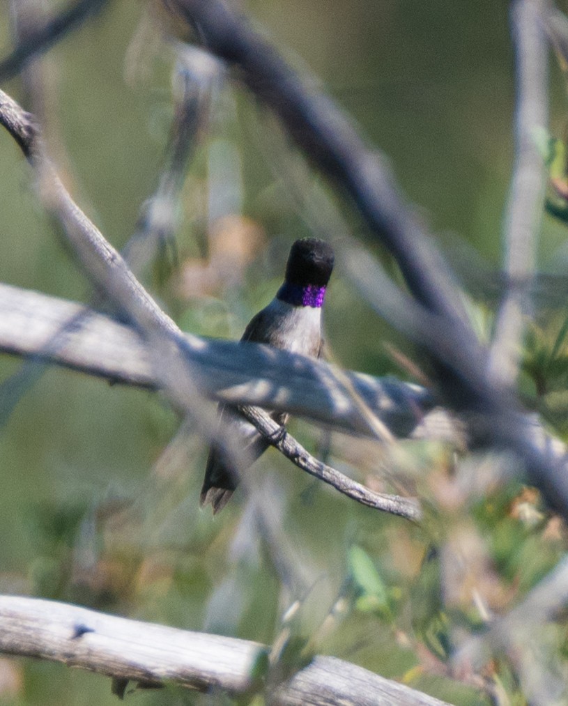 Black-chinned Hummingbird - ML638037879