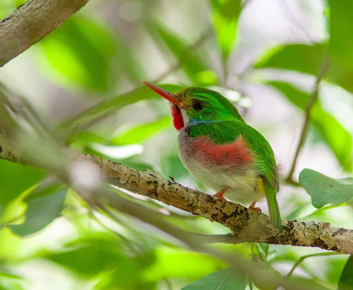 Cuban Tody - ML638037921