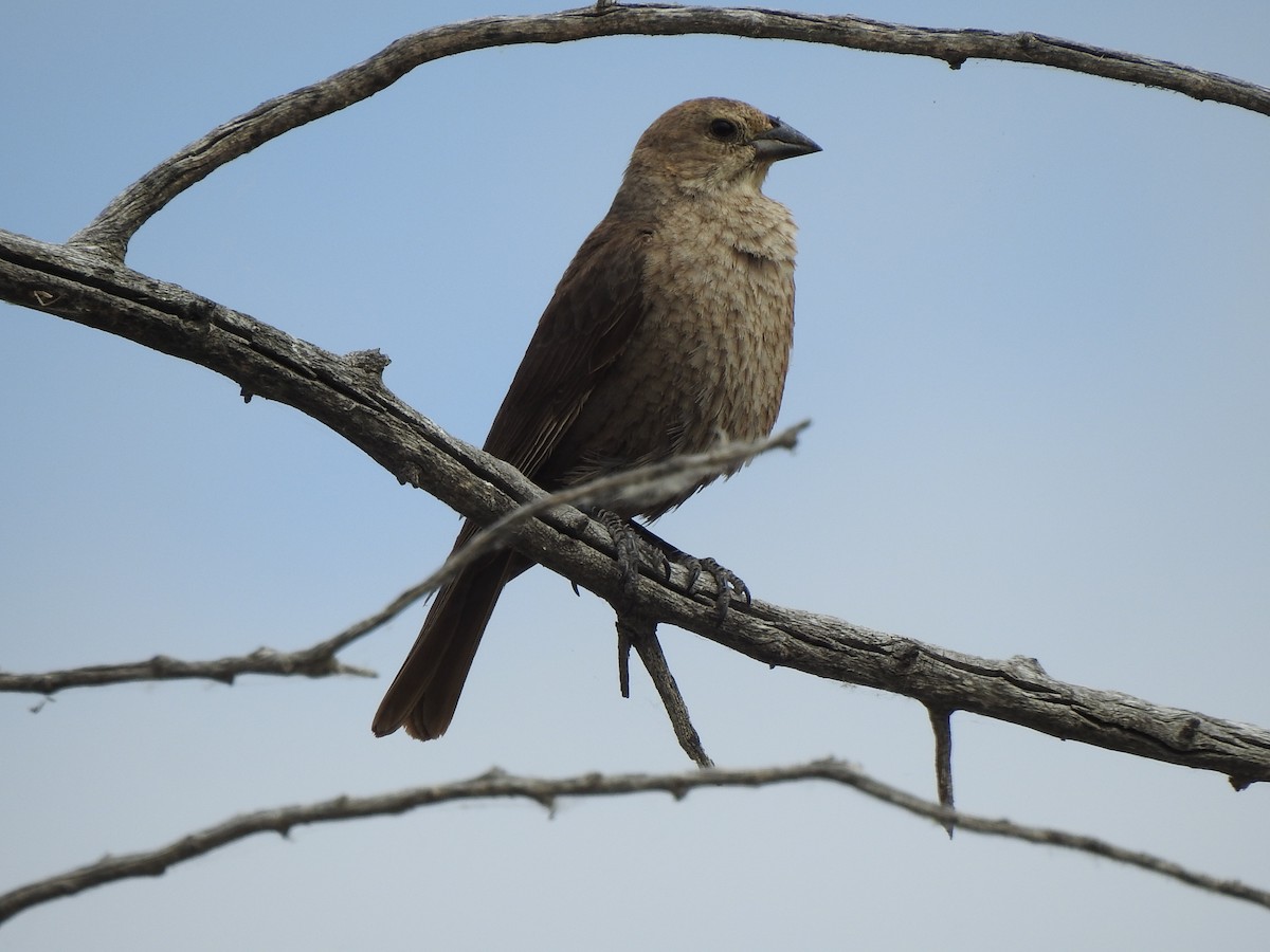 Brown-headed Cowbird - ML638037943