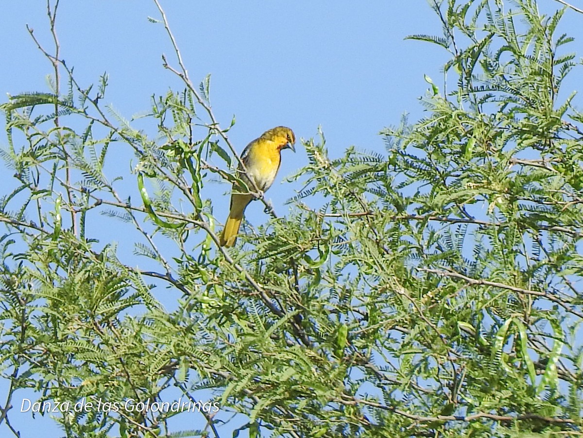 Black-backed Oriole - ML638037966