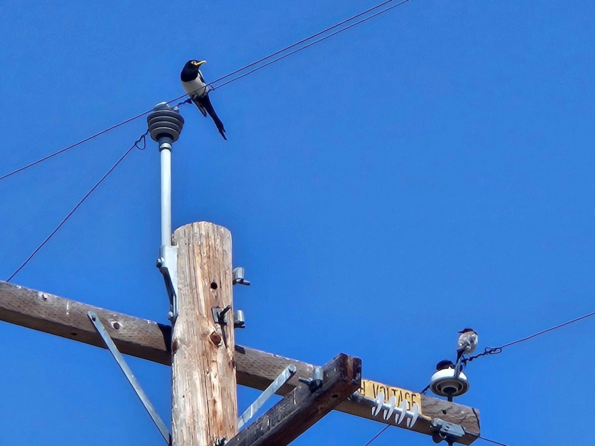 Yellow-billed Magpie - ML638037997