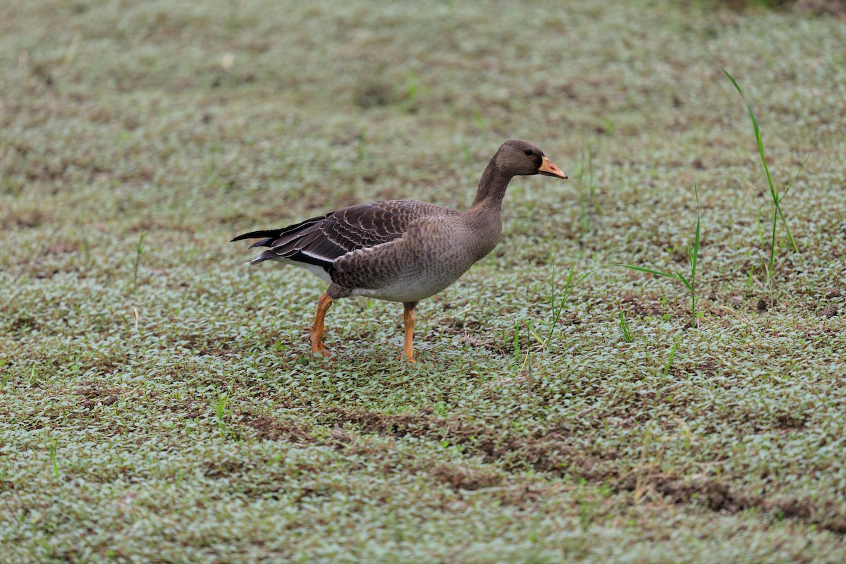 マガン - ML638038149