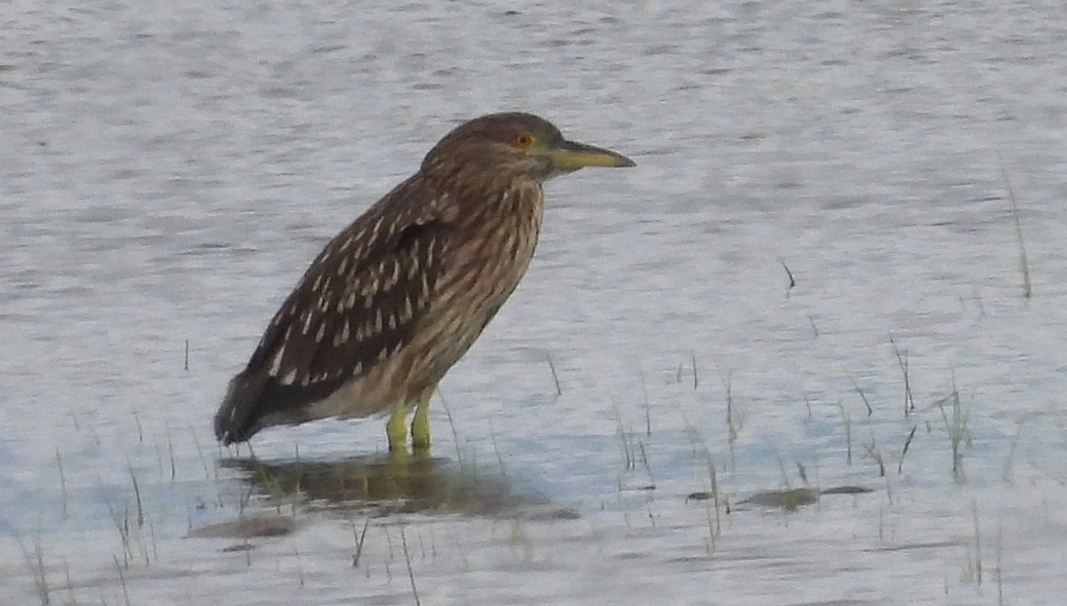 Black-crowned Night Heron - ML638038179