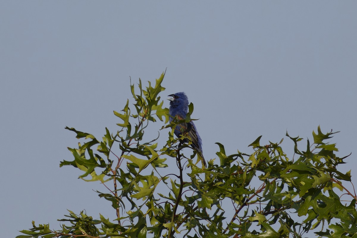 Blue Grosbeak - ML638038182