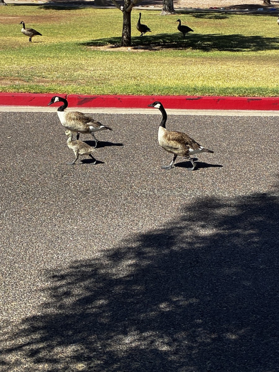 Canada Goose - ML638038183