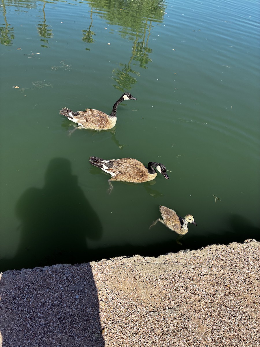Canada Goose - ML638038184