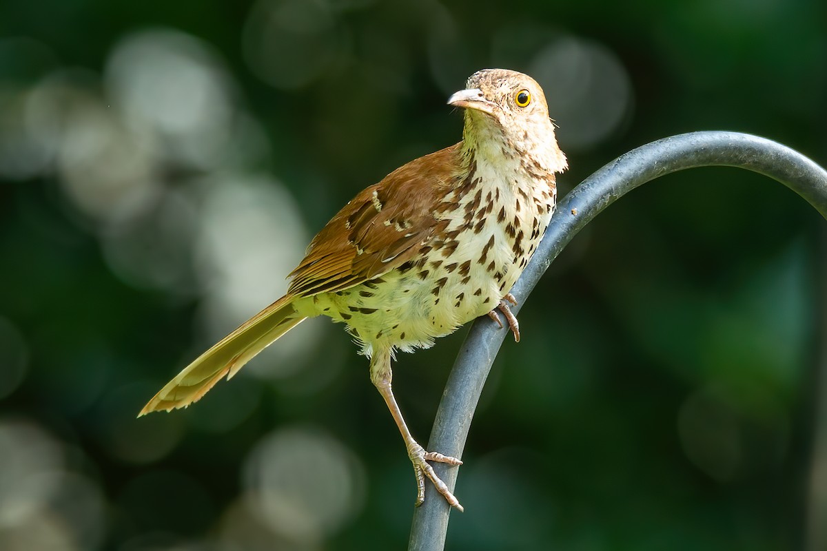 Brown Thrasher - ML638038186