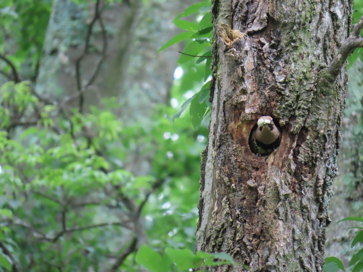 Northern Flicker - ML638038191