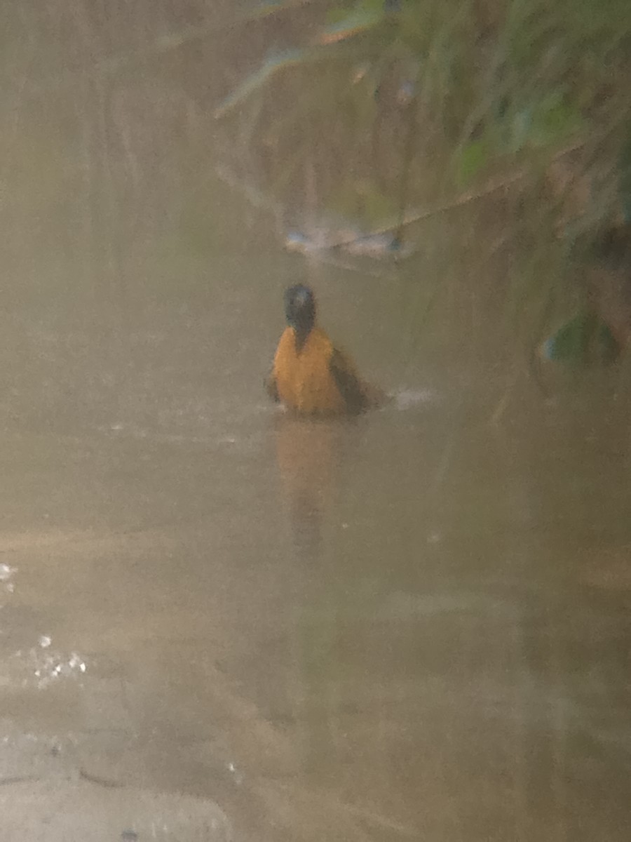 Village Weaver - ML638038192