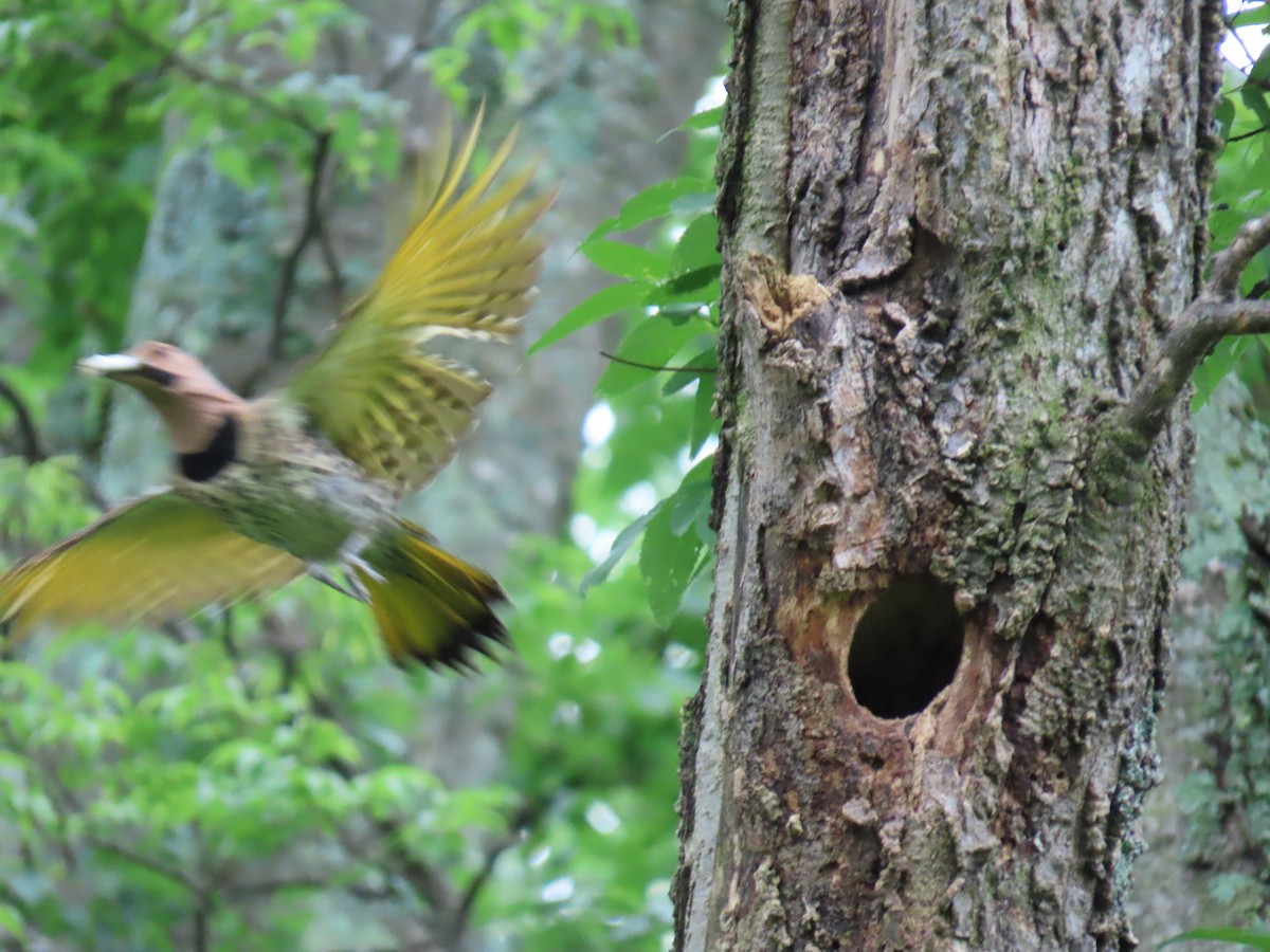 Northern Flicker - ML638038194