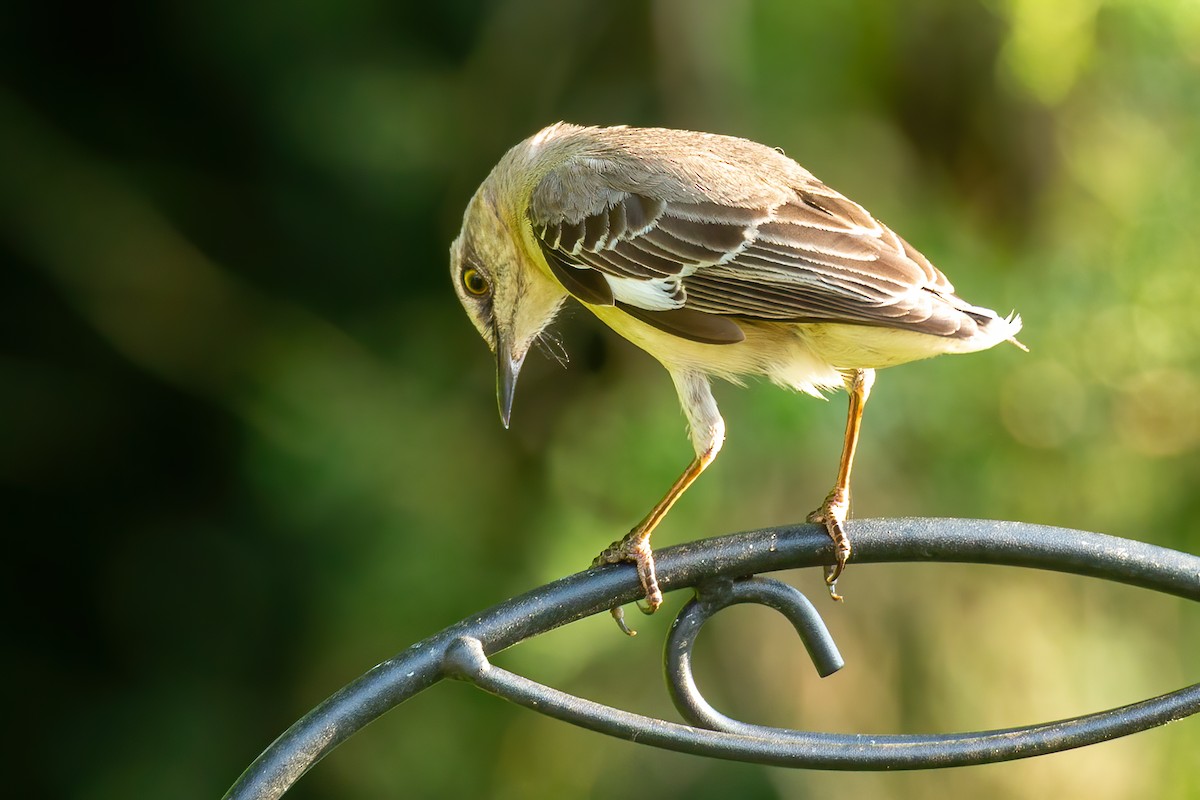 Northern Mockingbird - ML638038197