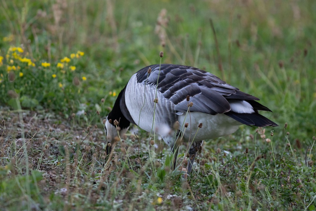 Barnacle Goose - ML638038198