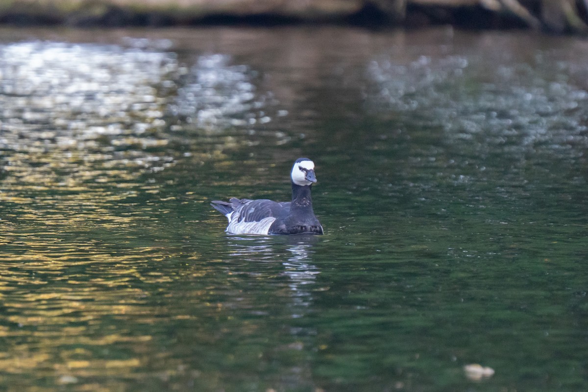 Barnacle Goose - ML638038199