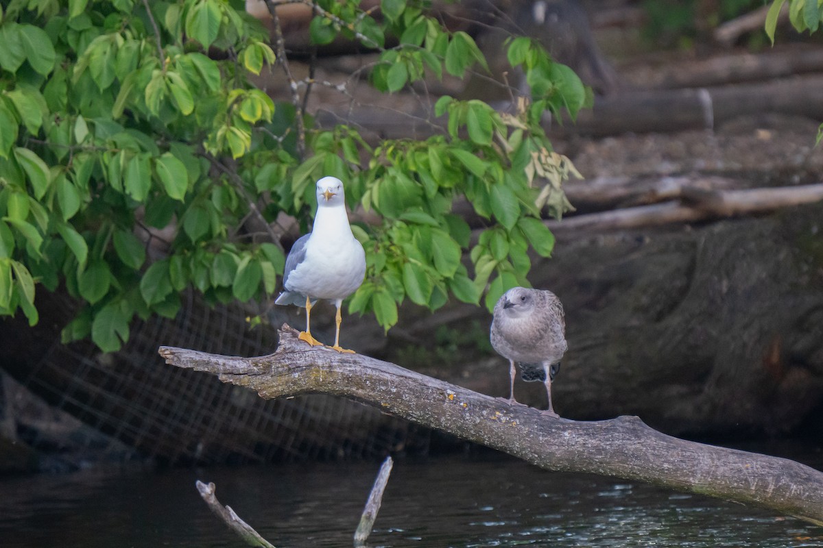 Yellow-legged Gull - ML638038200